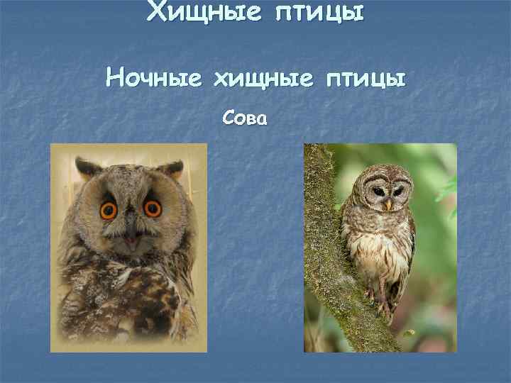 Хищные птицы Ночные хищные птицы Сова 
