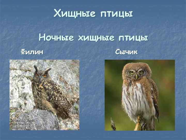 Хищные птицы Ночные хищные птицы Филин Сычик 