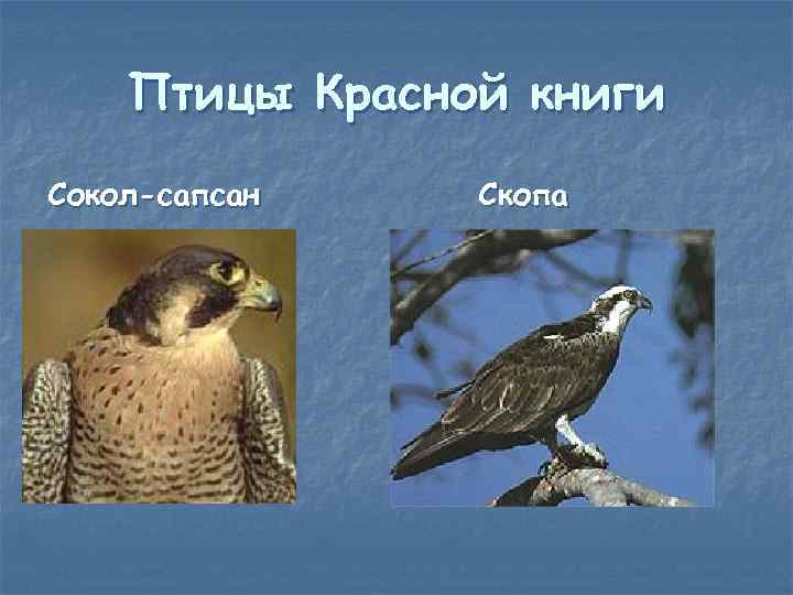 Птицы Красной книги Сокол-сапсан Скопа 
