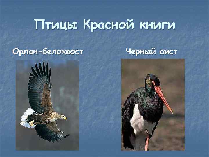 Птицы Красной книги Орлан-белохвост Черный аист 