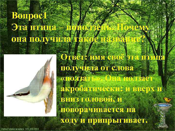 Вопрос1 Эта птица – поползень. Почему она получила такое название? Ответ: имя своё эта