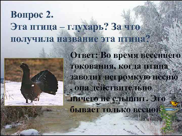 Вопрос 2. Эта птица – глухарь? За что получила название эта птица? Ответ: Во