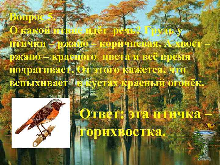 Вопрос 5. О какой птице идёт речь? Грудь у птички – ржано – коричневая.