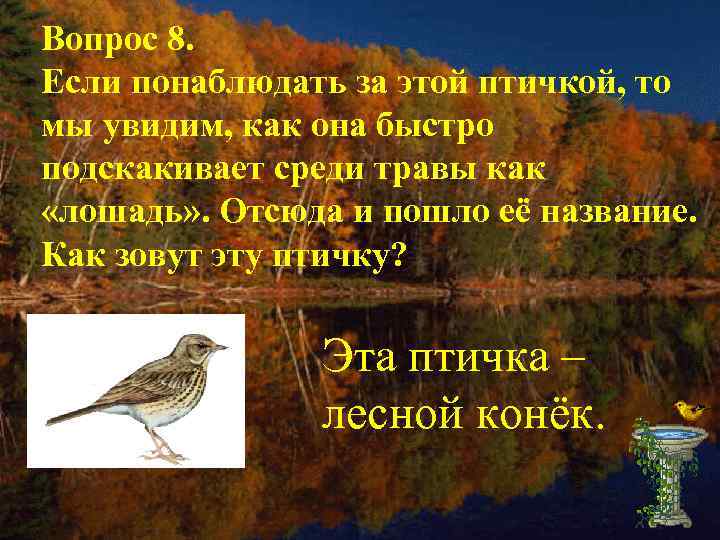 Вопрос 8. Если понаблюдать за этой птичкой, то мы увидим, как она быстро подскакивает