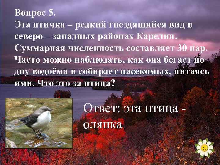 Вопрос 5. Эта птичка – редкий гнездящийся вид в северо – западных районах Карелии.