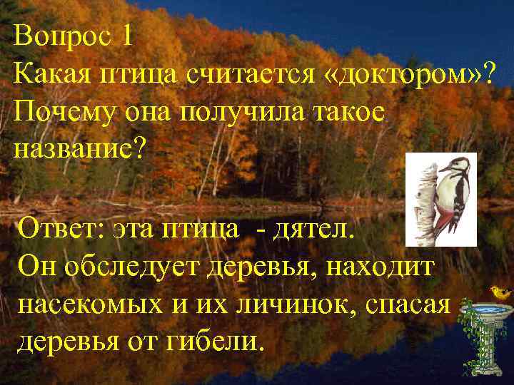 Вопрос 1 Какая птица считается «доктором» ? Почему она получила такое название? Ответ: эта