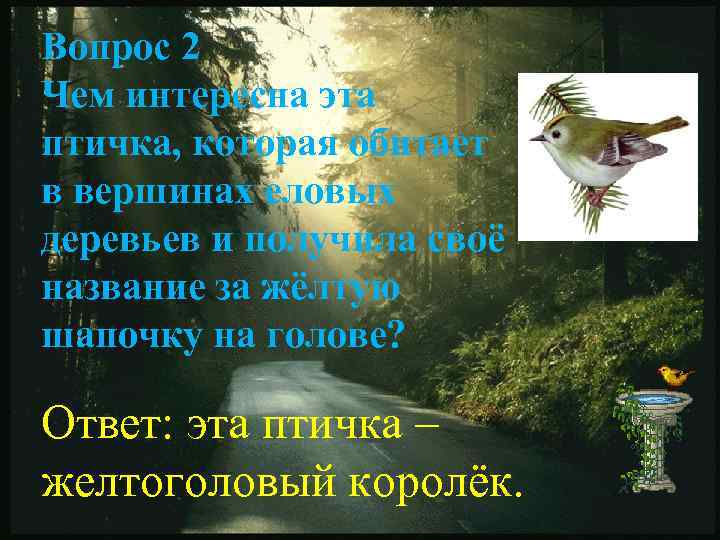 Вопрос 2 Чем интересна эта птичка, которая обитает в вершинах еловых деревьев и получила