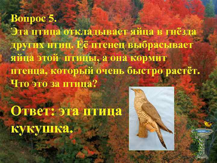 Вопрос 5. Эта птица откладывает яйца в гнёзда других птиц. Её птенец выбрасывает яйца