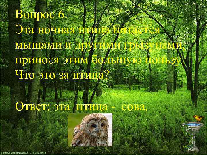 Вопрос 6. Эта ночная птица питается мышами и другими грызунами, принося этим большую пользу.