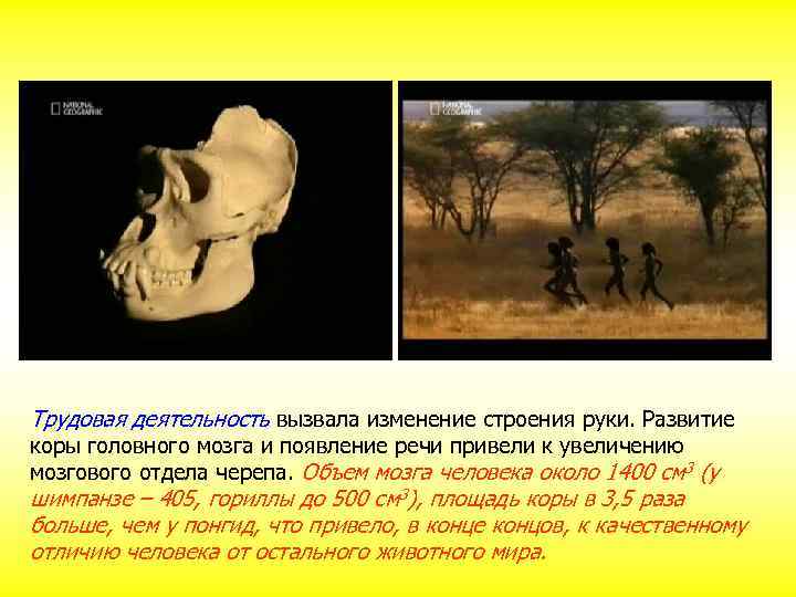 Трудовая деятельность вызвала изменение строения руки. Развитие коры головного мозга и появление речи привели