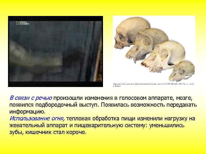 В связи с речью произошли изменения в голосовом аппарате, мозге, появился подбородочный выступ. Появилась