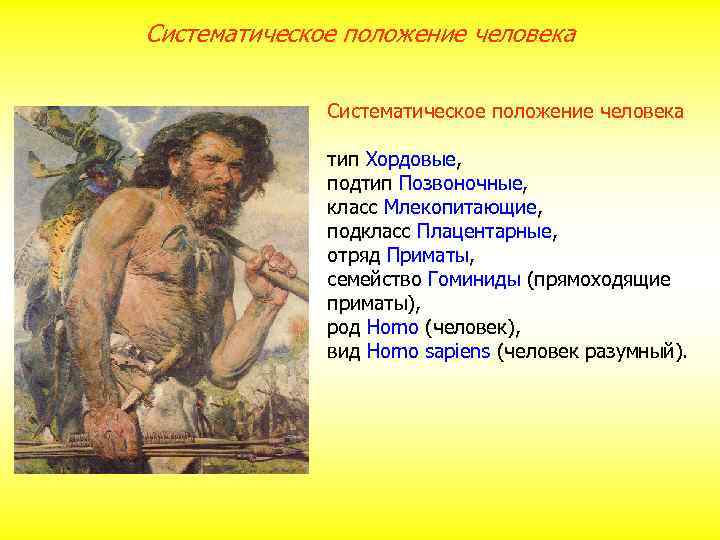 Систематическое положение человека тип Хордовые, подтип Позвоночные, класс Млекопитающие, подкласс Плацентарные, отряд Приматы, семейство