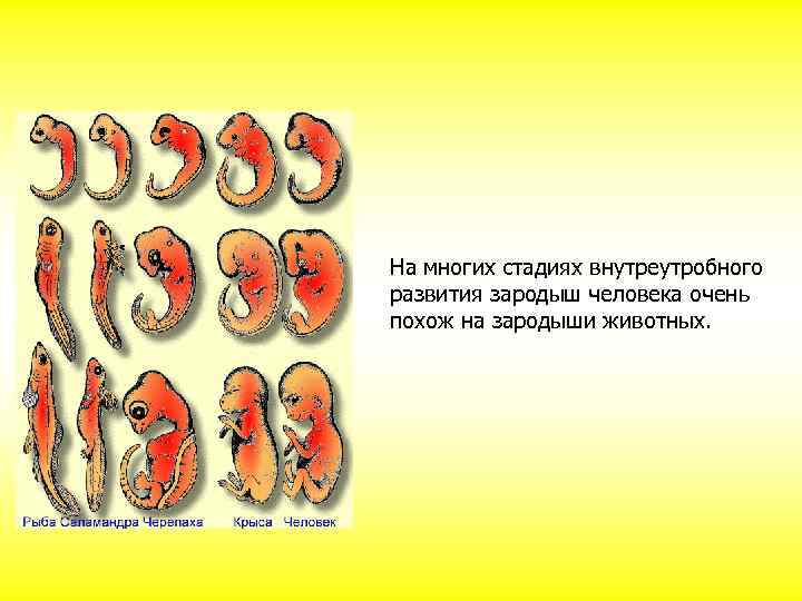 На многих стадиях внутреутробного развития зародыш человека очень похож на зародыши животных. 