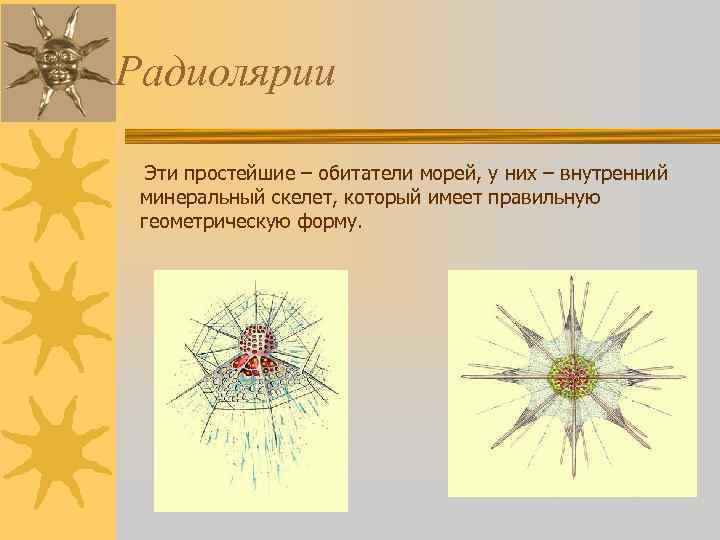 Радиолярии Эти простейшие – обитатели морей, у них – внутренний минеральный скелет, который имеет