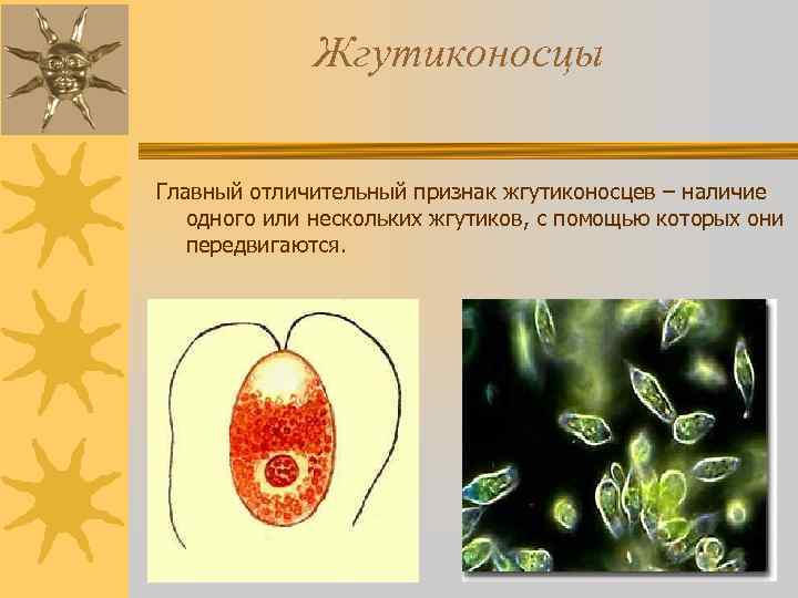 Как называется группа простейших изображенных на картинке