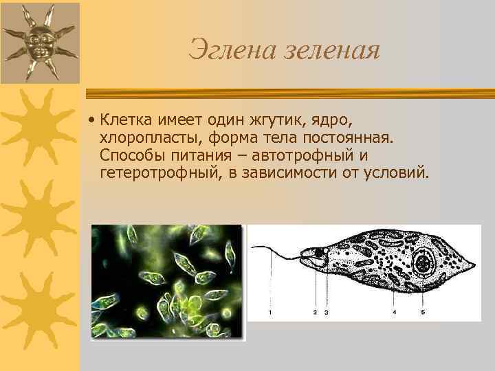 Эглена зеленая • Клетка имеет один жгутик, ядро, хлоропласты, форма тела постоянная. Способы питания