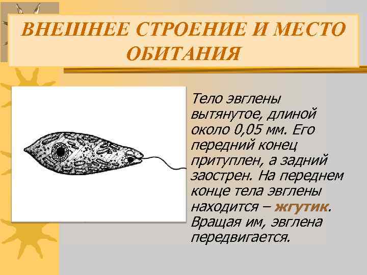 ВНЕШНЕЕ СТРОЕНИЕ И МЕСТО ОБИТАНИЯ Тело эвглены вытянутое, длиной около 0, 05 мм. Его