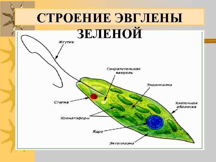 Форма эвглены зеленой