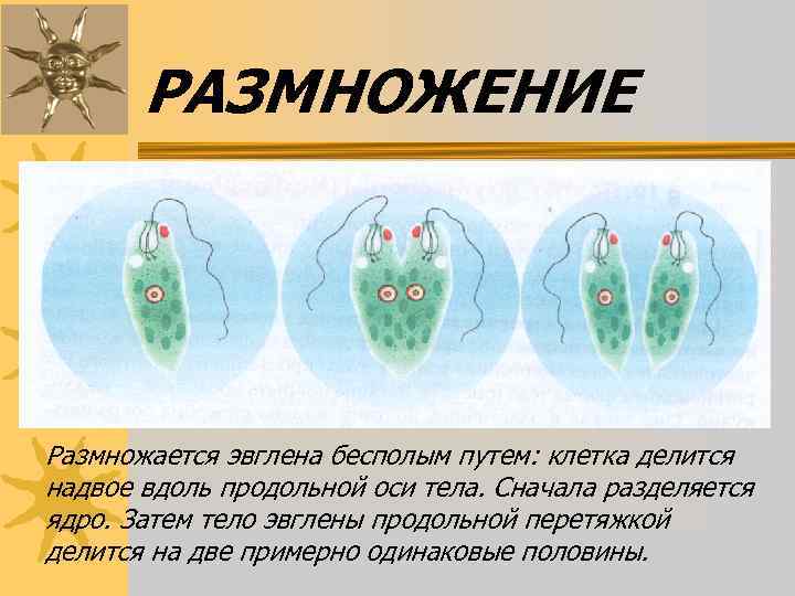 Рассмотрите схему размножения улотрикса выберите верные термины обозначенные цифрами на схеме