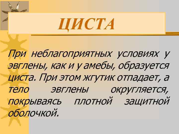 ЦИСТА При неблагоприятных условиях у эвглены, как и у амебы, образуется циста. При этом