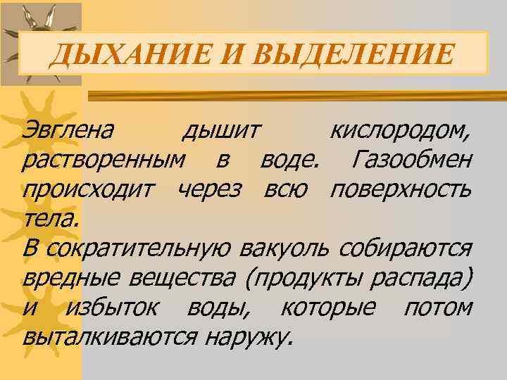 ДЫХАНИЕ И ВЫДЕЛЕНИЕ Эвглена дышит кислородом, растворенным в воде. Газообмен происходит через всю поверхность