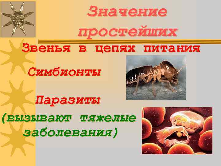 Значение простейших Звенья в цепях питания Симбионты Паразиты (вызывают тяжелые заболевания) 