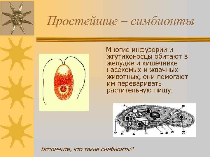 Простейшие – симбионты Многие инфузории и жгутиконосцы обитают в желудке и кишечнике насекомых и