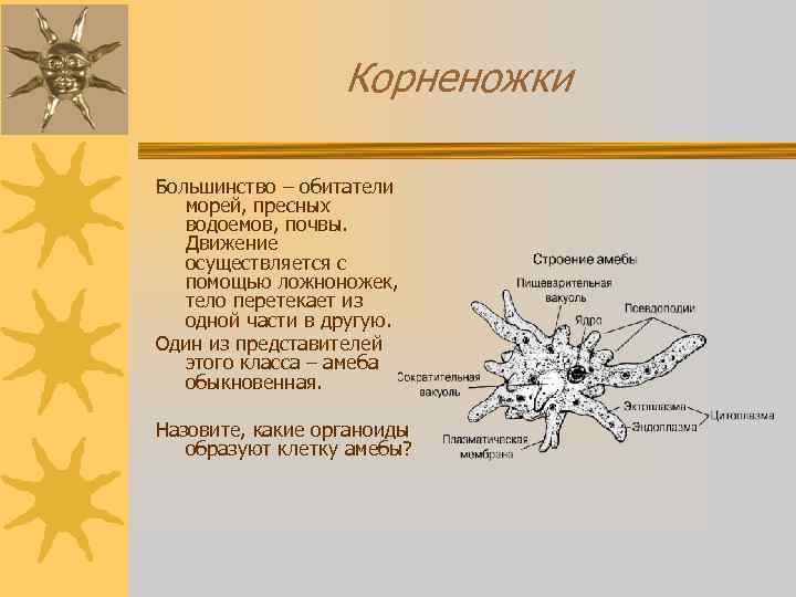 Корненожки Большинство – обитатели морей, пресных водоемов, почвы. Движение осуществляется с помощью ложноножек, тело