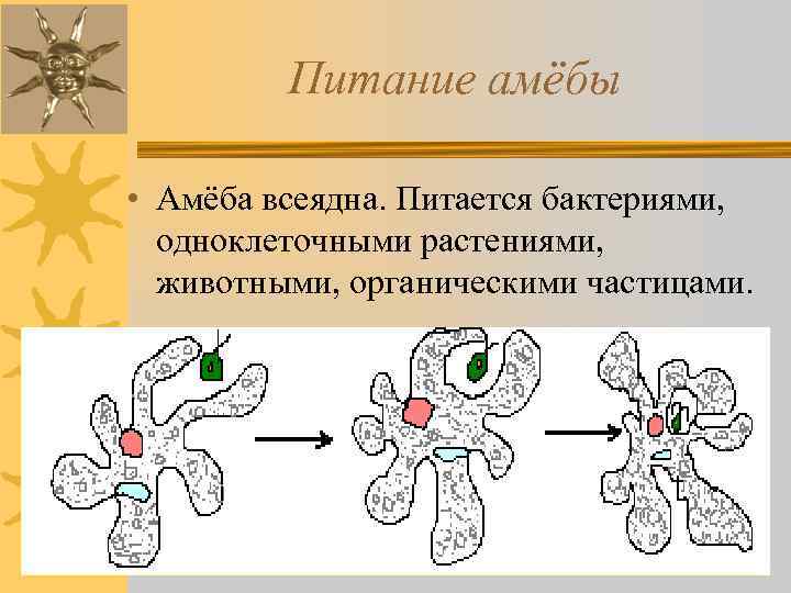 Питание амёбы • Амёба всеядна. Питается бактериями, одноклеточными растениями, животными, органическими частицами. 