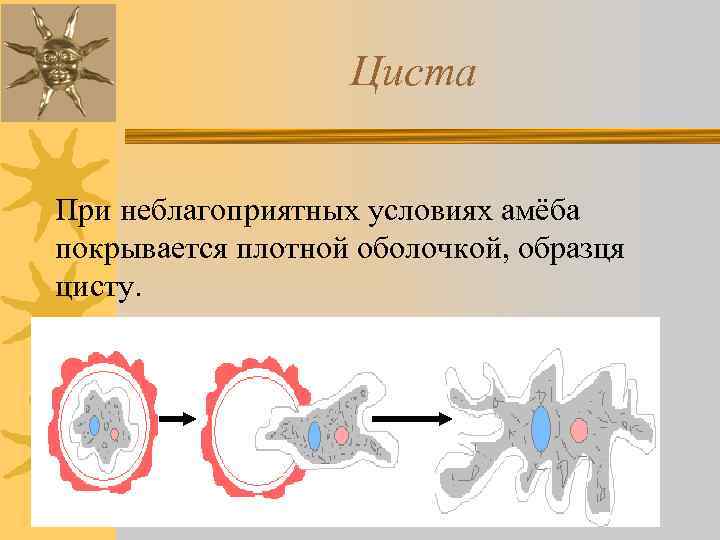 Циста При неблагоприятных условиях амёба покрывается плотной оболочкой, образця цисту. 