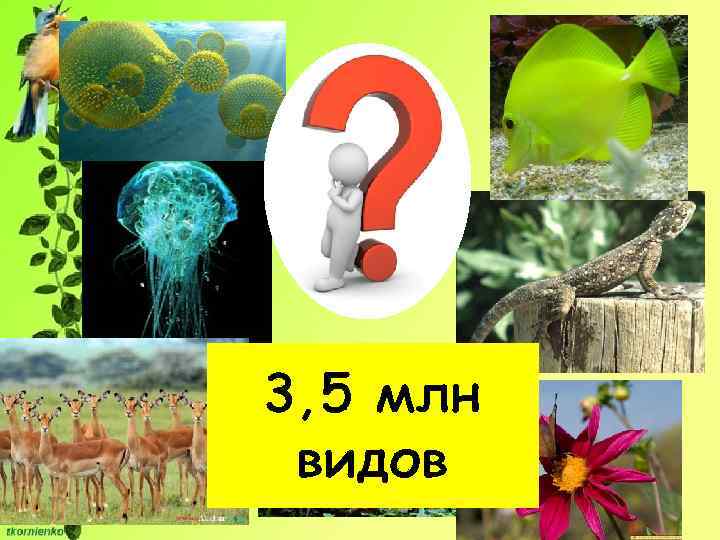 3, 5 млн видов 