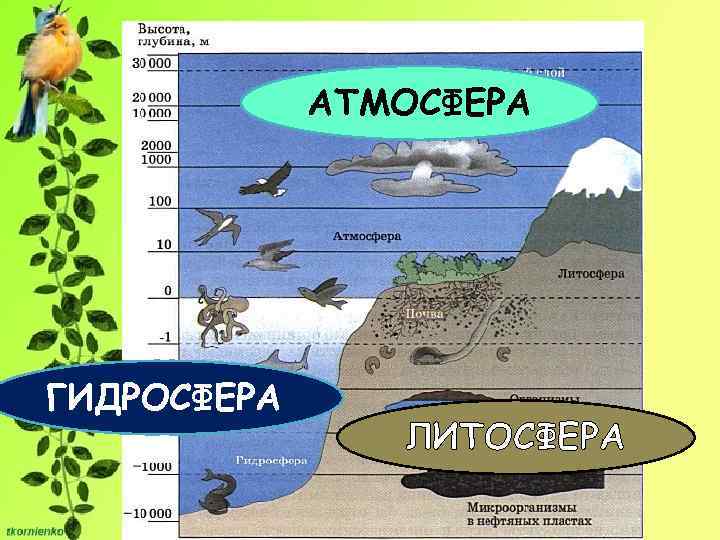 АТМОСФЕРА ГИДРОСФЕРА ЛИТОСФЕРА 