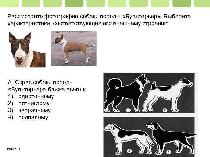 Рассмотрите фотографии собаки породы «Бультерьер» . Выберите характеристики, соответствующие его внешнему строению А. Окрас