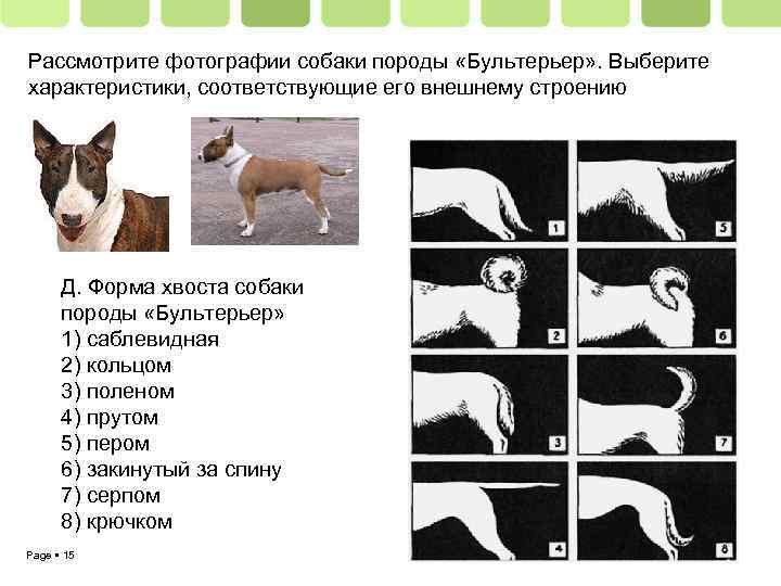 Рассмотрите фотографии собаки породы «Бультерьер» . Выберите характеристики, соответствующие его внешнему строению Д. Форма