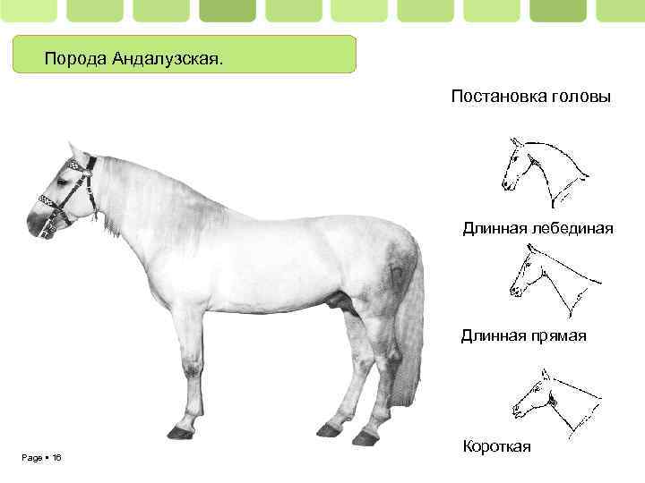 Порода Андалузская. Постановка головы Длинная лебединая Длинная прямая Page 16 Короткая 