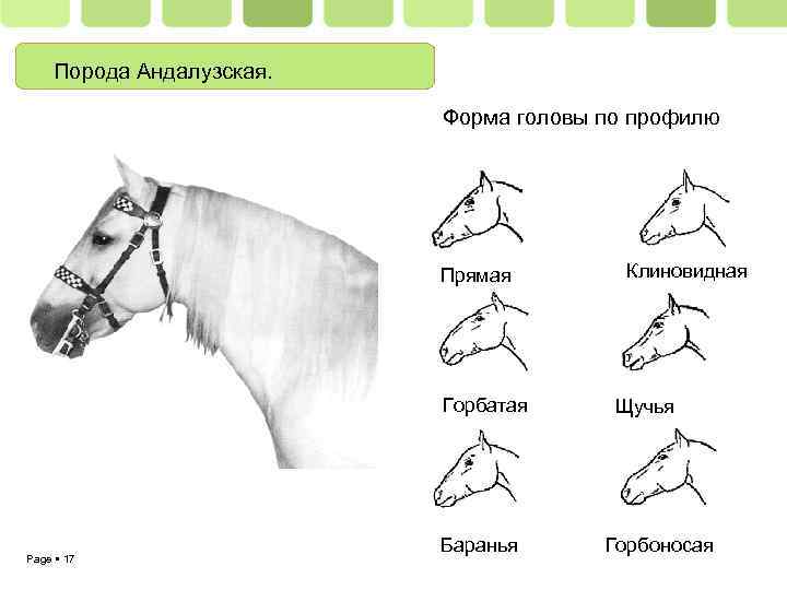 Порода Андалузская. Форма головы по профилю Прямая Горбатая Page 17 Баранья Клиновидная Щучья Горбоносая