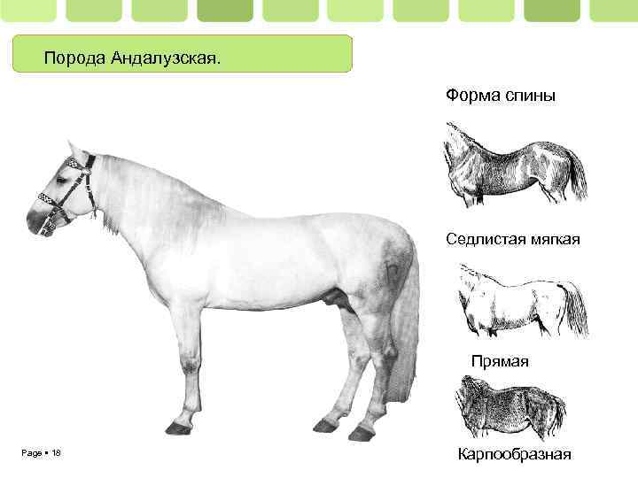 Порода Андалузская. Форма спины Седлистая мягкая Прямая Page 18 Карпообразная 