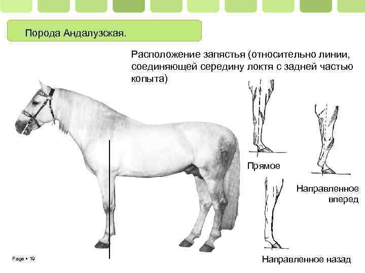 Рассмотрите фотографию рыжей лошади выберите характеристики соответствующие