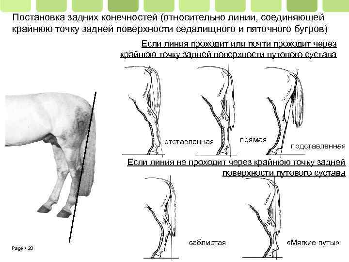 Постановка задних конечностей (относительно линии, соединяющей крайнюю точку задней поверхности седалищного и пяточного бугров)