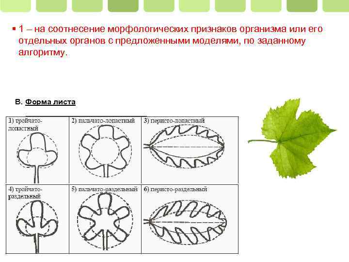  1 – на соотнесение морфологических признаков организма или его отдельных органов с предложенными