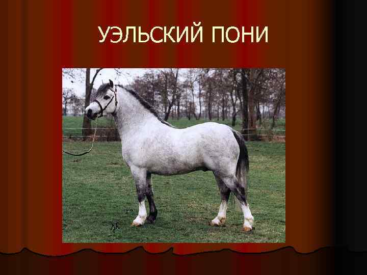 УЭЛЬСКИЙ ПОНИ 