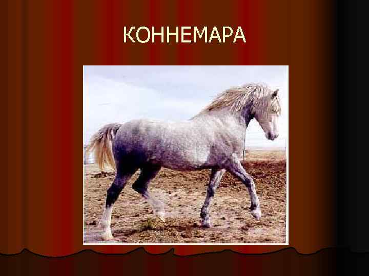 КОННЕМАРА 