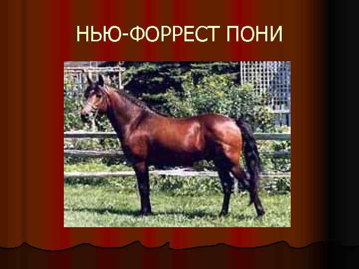 НЬЮ-ФОРРЕСТ ПОНИ 