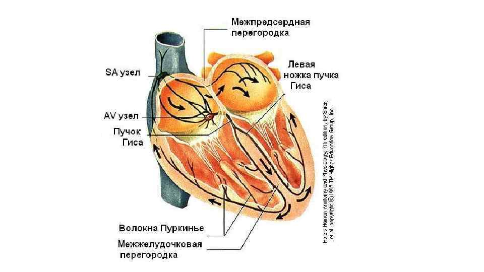 Сердце человека на черном фоне