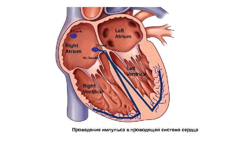 Проведение импульса в проводящей системе сердца 