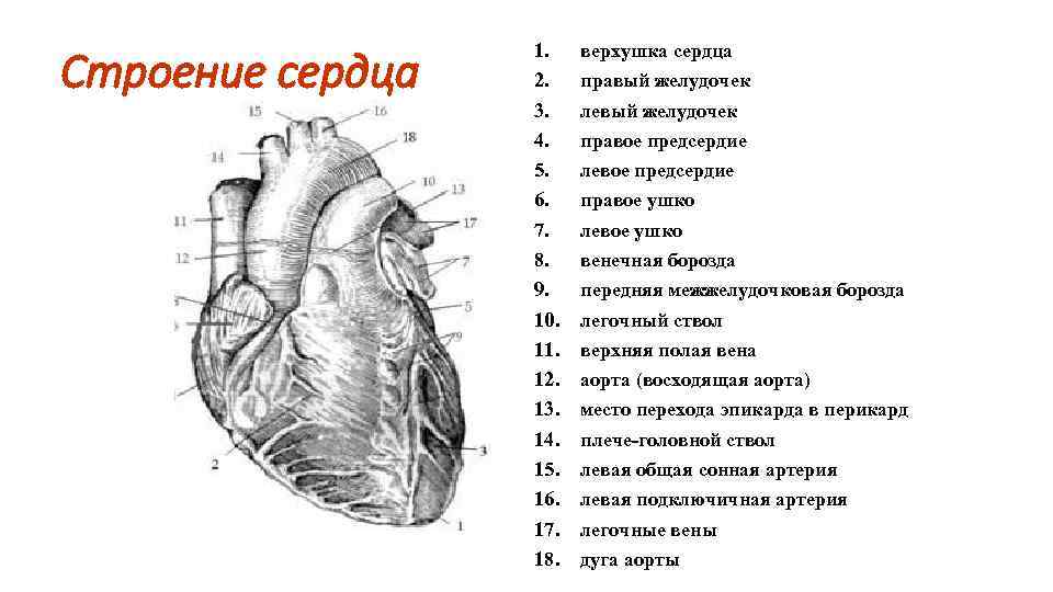 Строение сердца 1. 2. 3. 4. 5. 6. 7. 8. 9. 10. 11. 12.