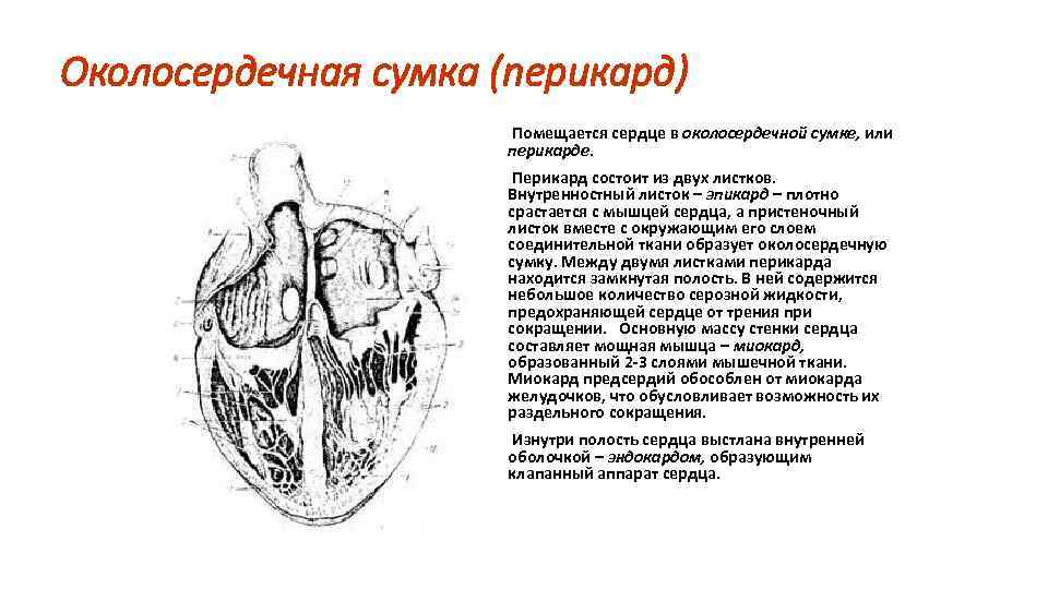 Полость перикарда. Околосердечная сумка функции. Околосердечная сумка строение и функции. Перикард строение и функции. Строение сердца человека перикард.