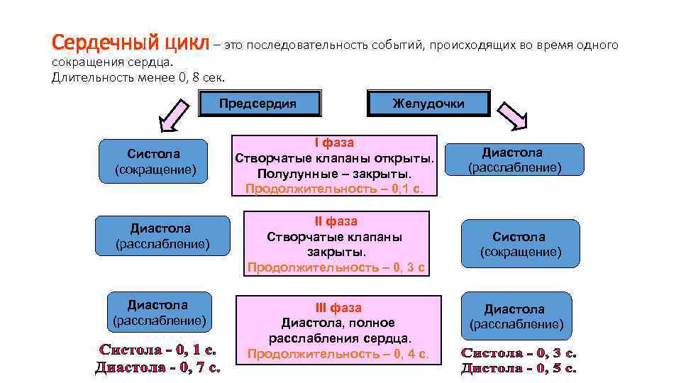 Сердечный цикл – это последовательность событий, происходящих во время одного сокращения сердца. Длительность менее