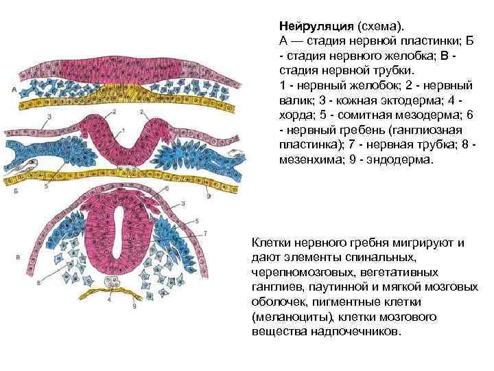 Нейруляция (схема). А — стадия нервной пластинки; Б - стадия нервного желобка; В стадия