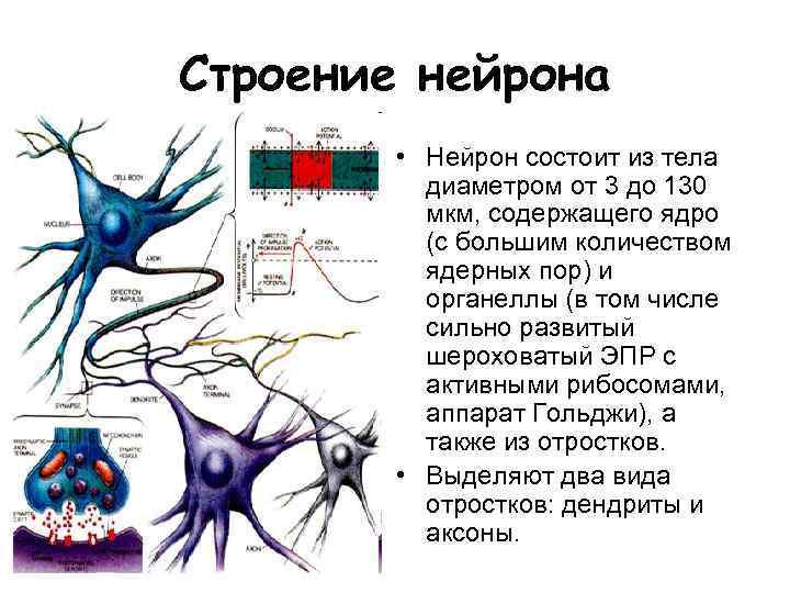 Осуществляет связь между нейронами какой нейрон. Строение нейрона. Строение тела нейрона. Строение нервной клетки. Строение нейрона человека.